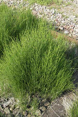 Equisetum ramosissimum \ stiger Schachtelhalm / Branched Horsetail, D Mannheim 2.7.2009