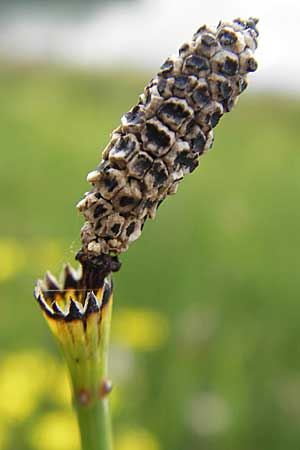 Equisetum ramosissimum \ stiger Schachtelhalm / Branched Horsetail, D Mannheim 2.7.2009