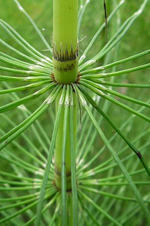 Equisetum telmateia \ Riesen-Schachtelhalm / Great Horsetail, D Hemsbach 8.7.2009