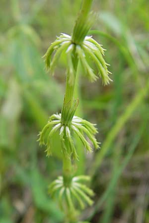 Equisetum sylvaticum \ Wald-Schachtelhalm / Wood Horsetail, D Ober-Roden 20.7.2009