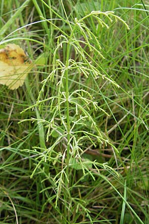 Equisetum sylvaticum \ Wald-Schachtelhalm / Wood Horsetail, D Ober-Roden 20.7.2009