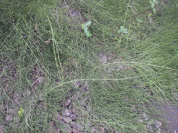 Equisetum ramosissimum \ stiger Schachtelhalm / Branched Horsetail, D Mannheim 31.7.2009