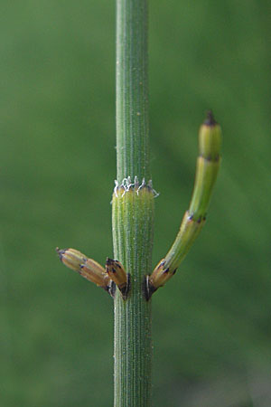 Equisetum ramosissimum \ stiger Schachtelhalm / Branched Horsetail, D Mannheim 31.7.2009