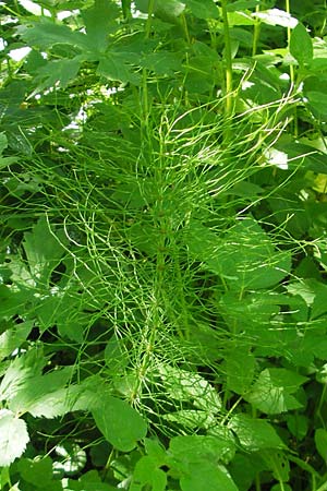 Equisetum pratense \ Wiesen-Schachtelhalm / Shady Horsetail, D Wutach - Schlucht / Gorge 12.6.2011