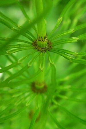 Equisetum pratense \ Wiesen-Schachtelhalm / Shady Horsetail, D Wutach - Schlucht / Gorge 12.6.2011
