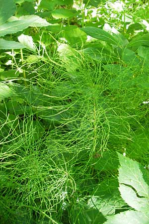 Equisetum pratense \ Wiesen-Schachtelhalm / Shady Horsetail, D Wutach - Schlucht / Gorge 12.6.2011