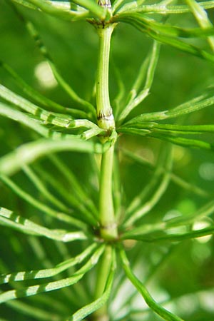 Equisetum pratense \ Wiesen-Schachtelhalm / Shady Horsetail, D Wutach - Schlucht / Gorge 12.6.2011