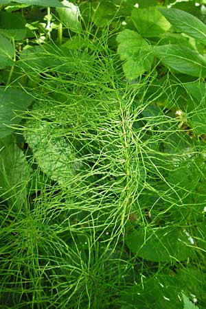 Equisetum pratense \ Wiesen-Schachtelhalm / Shady Horsetail, D Wutach - Schlucht / Gorge 12.6.2011