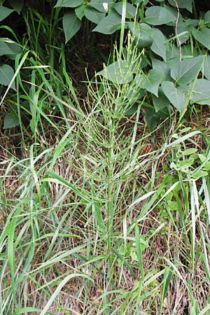 Equisetum x litorale \ Ufer-Schachtelhalm / Hybrid Horsetail, D Hemsbach 27.5.2014