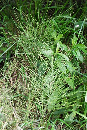 Equisetum x litorale \ Ufer-Schachtelhalm / Hybrid Horsetail, D Hemsbach 27.5.2014