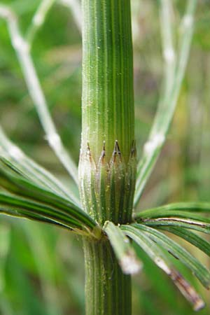 Equisetum x litorale \ Ufer-Schachtelhalm / Hybrid Horsetail, D Hemsbach 27.5.2014