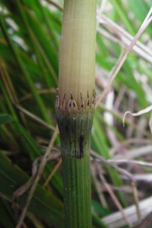 Equisetum x litorale \ Ufer-Schachtelhalm / Hybrid Horsetail, D Hemsbach 27.5.2014