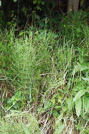 Equisetum x litorale \ Ufer-Schachtelhalm / Hybrid Horsetail, D Hemsbach 27.5.2014