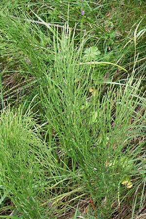 Equisetum x litorale \ Ufer-Schachtelhalm / Hybrid Horsetail, D Hemsbach 27.5.2014