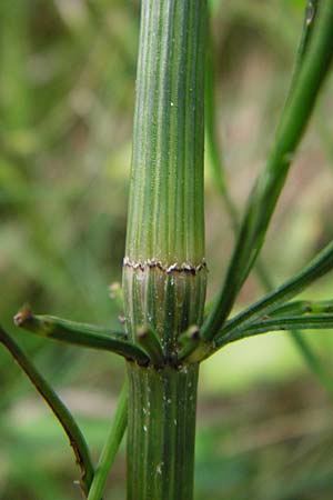 Equisetum x litorale \ Ufer-Schachtelhalm / Hybrid Horsetail, D Hemsbach 27.5.2014