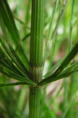 Equisetum x litorale \ Ufer-Schachtelhalm / Hybrid Horsetail, D Hemsbach 27.5.2014