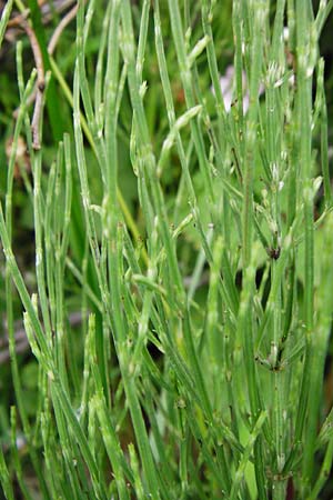 Equisetum x litorale \ Ufer-Schachtelhalm / Hybrid Horsetail, D Hemsbach 27.5.2014