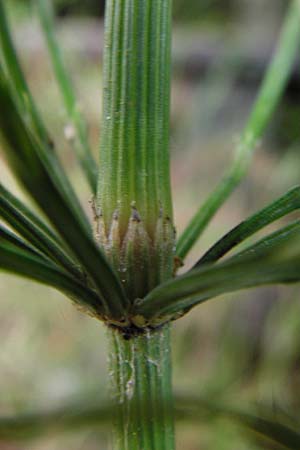 Equisetum x litorale \ Ufer-Schachtelhalm / Hybrid Horsetail, D Hemsbach 27.5.2014