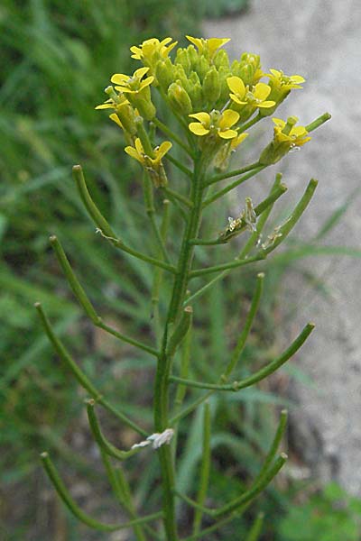 Erysimum cheiranthoides \ Acker-Schterich, Acker-Schotendotter / Treacle Mustard, D Viernheim 27.6.2006