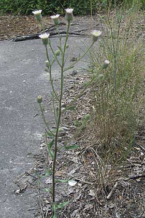 Erigeron acris subsp. acris \ Scharfes Berufkraut, D Eisenberg 1.7.2006