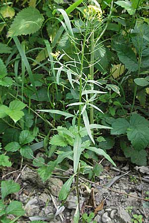 Erysimum cheiranthoides \ Acker-Schterich, Acker-Schotendotter / Treacle Mustard, D Mannheim 10.9.2006