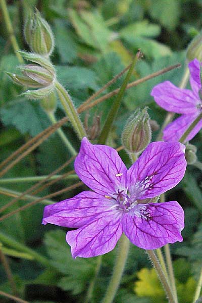Erodium manescavi \ Pyren&auml;en-Reiherschnabel / Garden Stork's Bill, D Botan. Gar.  Universit.  Heidelberg 29.9.2006