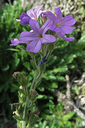 Erinus alpinus \ Leber-Balsam / Fairy Foxglove, D Botan. Gar.  Universit.  Heidelberg 29.9.2006