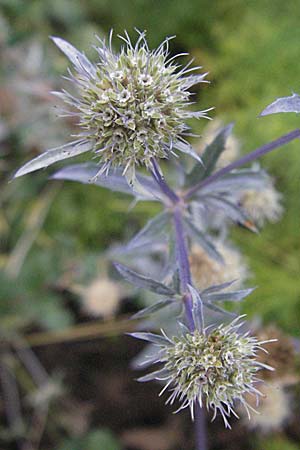 Eryngium planum \ Flachblttrige Mannstreu / Steel Blue Eryngo, Plains Eryngo, D Botan. Gar.  Universit.  Heidelberg 4.10.2006