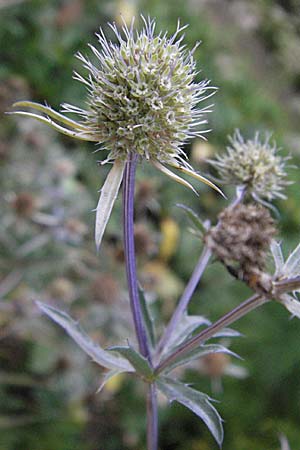 Eryngium planum \ Flachblttrige Mannstreu / Steel Blue Eryngo, Plains Eryngo, D Botan. Gar.  Universit.  Heidelberg 4.10.2006
