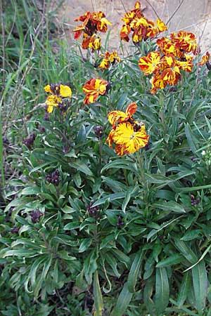 Erysimum cheiri \ Goldlack / Wallflower, D Neuleiningen 5.4.2007
