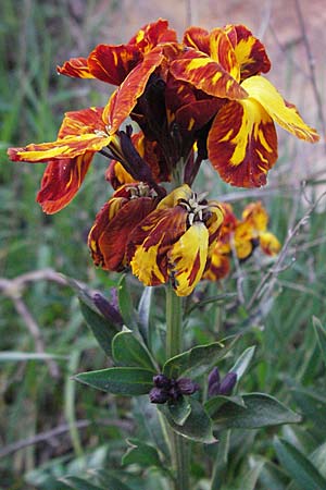 Erysimum cheiri \ Goldlack / Wallflower, D Neuleiningen 5.4.2007