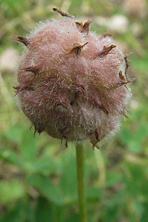 Trifolium fragiferum \ Erdbeer-Klee / Strawberry Clover, D Pfalz, Speyer 28.7.2007