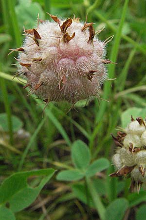 Trifolium fragiferum \ Erdbeer-Klee / Strawberry Clover, D Pfalz, Speyer 28.7.2007