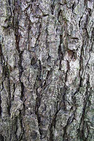 Alnus glutinosa \ Schwarz-Erle / Alder, D Weinheim an der Bergstraße 5.10.2007