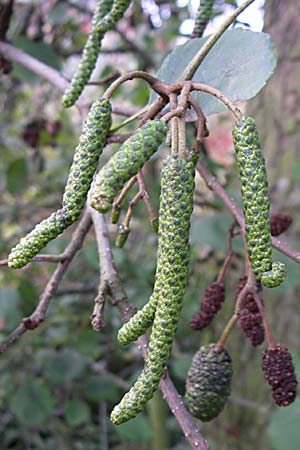 Alnus glutinosa \ Schwarz-Erle / Alder, D Weinheim an der Bergstraße 5.10.2007