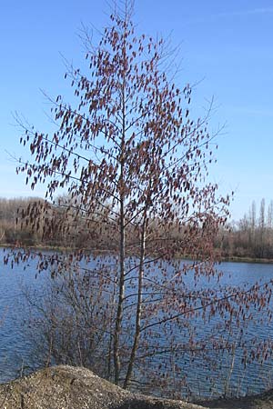 Alnus glutinosa \ Schwarz-Erle / Alder, D Pfalz, Speyer 3.2.2008