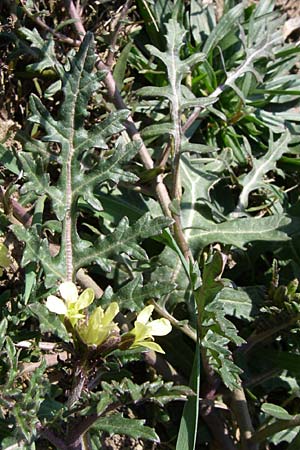 Erucastrum gallicum \ Franzsische Hundsrauke / Hairy Rocket, D Mannheim 24.2.2008