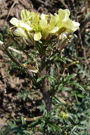 Erucastrum gallicum \ Franzsische Hundsrauke / Hairy Rocket, D Mannheim 24.2.2008