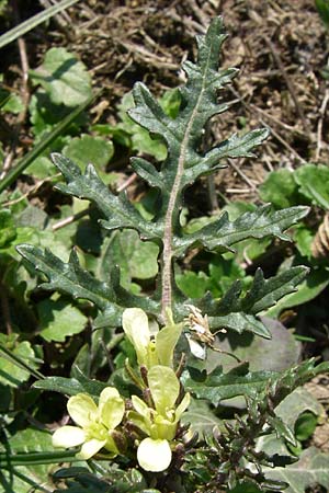 Erucastrum gallicum \ Franzsische Hundsrauke / Hairy Rocket, D Mannheim 24.2.2008