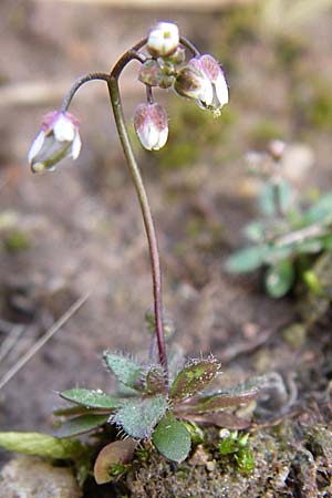 Draba praecox \ Frhes Hungerblmchen / Early Whitlowgrass, D Rheinhessen, Wonsheim 1.3.2008