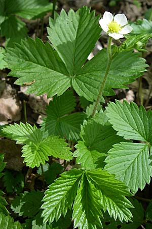 Fragaria vesca \ Wald-Erdbeere, D Karlsruhe 2.5.2008