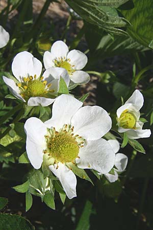 Fragaria x ananassa \ Garten-Erdbeere, D Hirschberg 8.5.2008