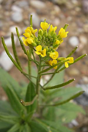 Erysimum cheiranthoides \ Acker-Schterich, Acker-Schotendotter / Treacle Mustard, D Viernheim 1.11.2008