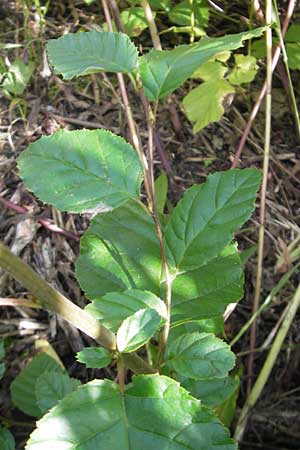 Alnus x pubescens \ Hybrid-Erle / Hybrid Alder, D R&ouml;merberg 5.9.2009