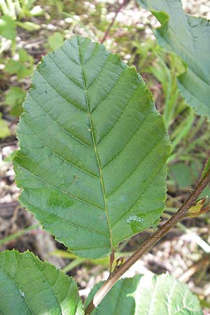 Alnus x pubescens \ Hybrid-Erle / Hybrid Alder, D R&ouml;merberg 5.9.2009