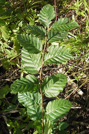 Alnus x pubescens \ Hybrid-Erle / Hybrid Alder, D R&ouml;merberg 5.9.2009