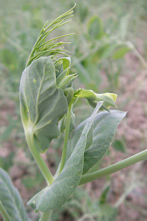 Lathyrus oleraceus var. oleraceus \ Garten-Erbse, D Ketsch 13.9.2009