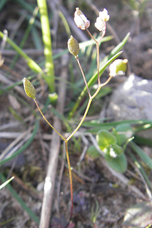 Draba spathulata \ Rundfrchtiges Hungerblmchen / Pound-Podded Whitlowgrass, D Viernheim 6.4.2010
