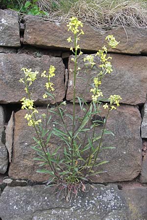 Erysimum crepidifolium \ Bleicher Schterich, Gnsesterbe / Hedge Mustard, D Duchroth 29.4.2010