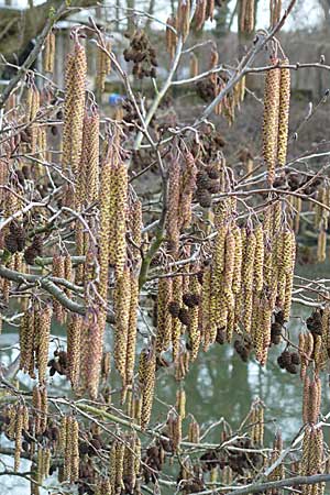 Alnus glutinosa \ Schwarz-Erle / Alder, D Germersheim 1.3.2009